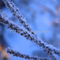 Frosted Branches | Taylor Cannon Photography